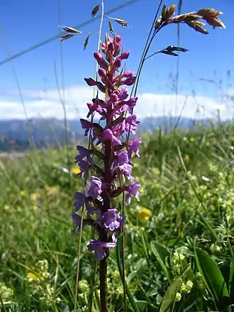 Orchis moucheron.