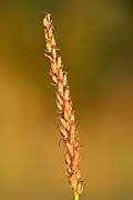 Infructescence.