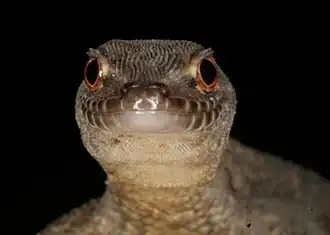 Description de l'image Gymno darwinii face.jpg.