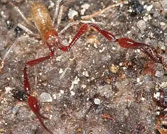 Description de l'image Gymnobisium inukshuk (10.3897-subtbiol.36.60162) Figure 1 (cropped).jpg.