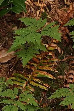 Fougère du Chêne(gymnocarpium dryopteris)