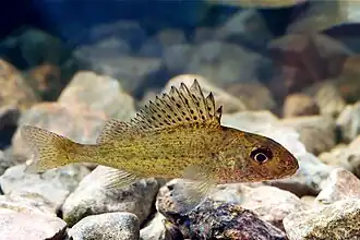 Gymnocephalus cernuus (Percidae).