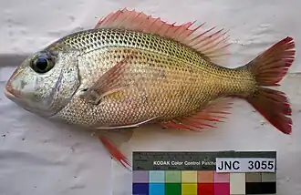 Gymnocranius satoi