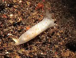 Gymnodoris alba