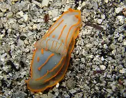 Gymnodoris striata