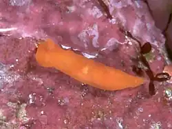 Gymnodoris subornata