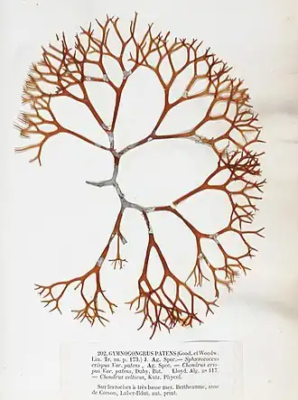 Gymnogongrus patens