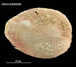 Eupatagus lymani.