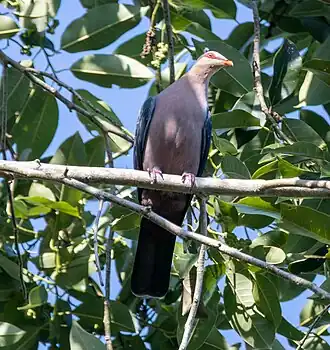 Description de l'image Gymnophaps stalkeri 265390794.jpg.