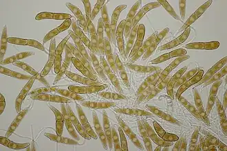 Téliospores.