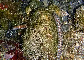 Murène à lèvres ponctuées (Gymnothorax chilospilus)