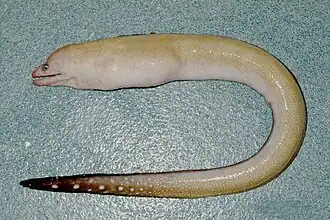 Gymnothorax kolpos