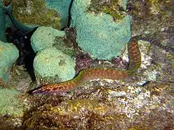 Gymnothorax margaritophorus