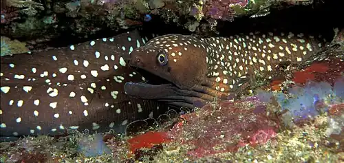 Gymnothorax prionodon