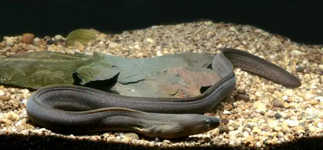 Gymnothorax tile