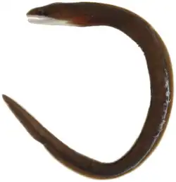 Gymnothorax vicinus