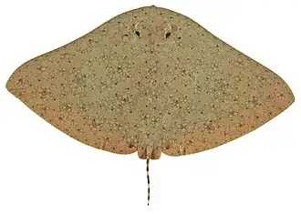 Gymnura australis