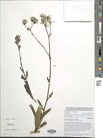 Gynura micheliana.