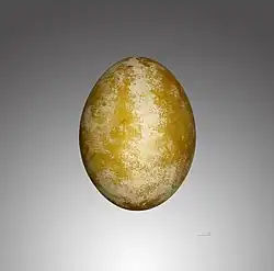 Œuf.