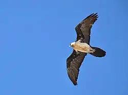 Individu adulte de Gypaetus barbatus meridionalis, photographié en Tanzanie.
