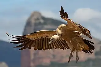 Vautour fauve (Gyps fulvus)