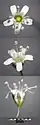Fleurs