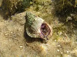 Gyrineum lacunatum.