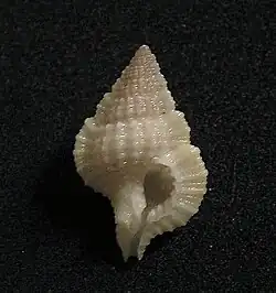 Gyrineum hirasei.