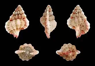 Gyrineum pusillum.
