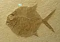 Gyrodus macrophthalmus
