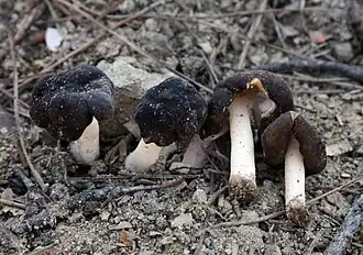 Le Gyromitre des charbonnières (Pseudoverpa anthracobia)