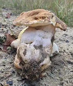 Le Bolet des sables (Gyroporus ammophilus)