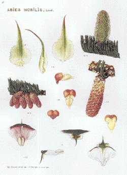 Gymnospermes.