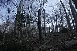 Hêtraie ancienne