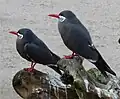 Larosterna inca.