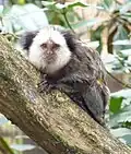 Callithrix geoffroyi.