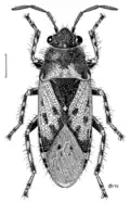 Représentation d’H. urticae par Des Helmore pour le Manaaki Whenua – Landcare Research, Nouvelle-Zélande.