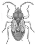 Truncala hirsuta, Nouvelle-Zélande, dessin de Desmond W. Helmore.