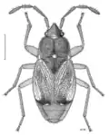 Regatarma forsteri, Nouvelle-Zélande, dessin de Desmond W. Helmore.