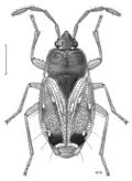 Woodwardiana evagorata, Nouvelle-Zélande, dessin de Desmond W. Helmore.