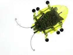 Insectoîde.