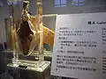 Un spécimen dans le musée.