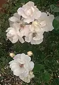Rose 'Moonlight'