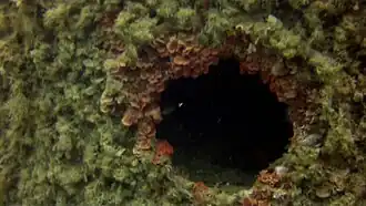 La coque