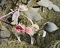 Hakea petiolaris.