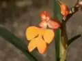 Habenaria rhodocheila, Thaïlande.