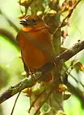 ♀