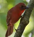 ♂