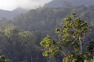 Description de l'image Habitat Tangkoko Sulawesi 2006.jpg.