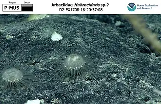 Habrocidaris sp.